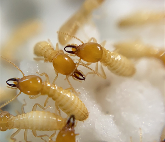 Pestman Hexaflumuron Termite Bait