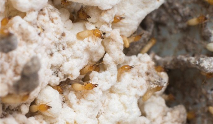 Pestman Termite Bait: Get Rid of Termites