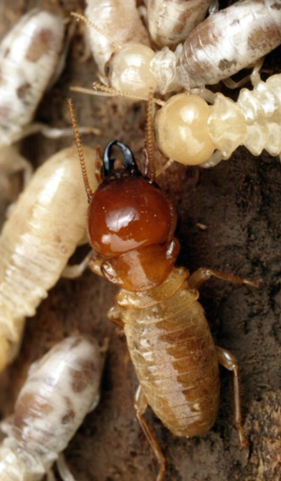 4 species of termites that pest control companies must know: Coptotermes, Reticulitermes, Odontotermes, Macrotermes