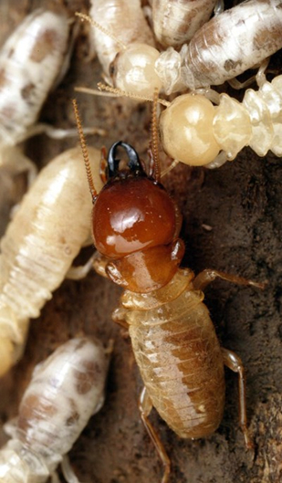 4 species of termites that pest control companies must know: Coptotermes, Reticulitermes, Odontotermes, Macrotermes