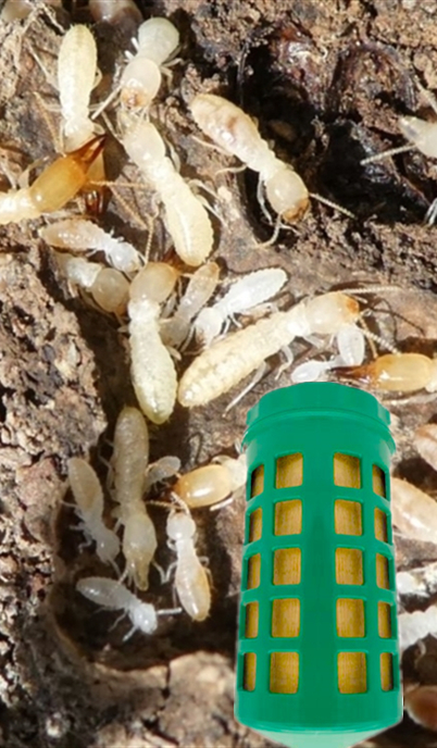 A Study on the Control of Coptotermes formosanus with Pestman In-Ground Bait Station