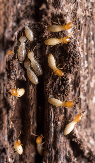 Recognizing Signs of Termite Damage