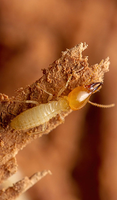 All you want to know about Coptotermes Termites