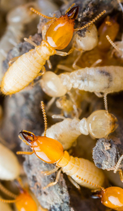 Termites: Identification and Control Methods