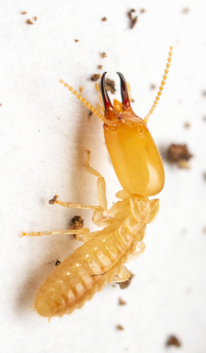 Efficacy Study of Pestman Termite Bait in Controlling Subterranean Termites (Reticulitermes)