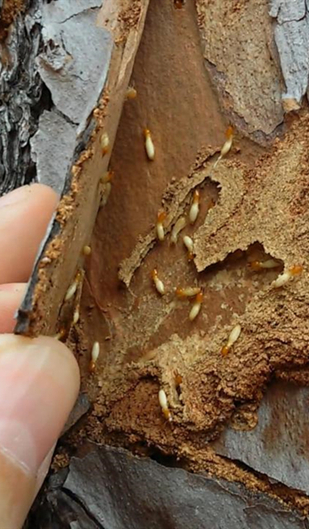 How to Kill Termites in a Tree