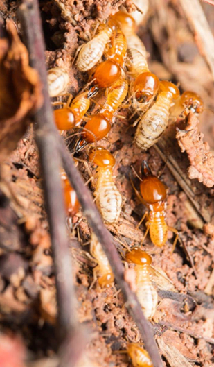 Formosan Subterranean Termite (Coptotermes) Identification & Biology