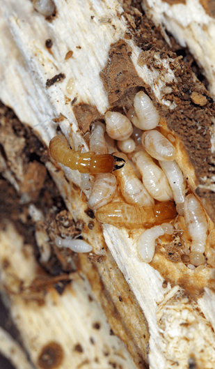 All Pest Control Operators Must Know: How to Locate Indoor Termites Without Detection Tools